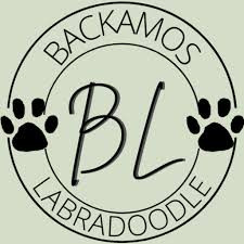 Backamos Labradoodles